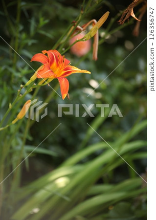 Orange daylily flower Hemerocallis blooming in a summer garden, surrounded by green leaves and soft sunlight. Natural floral scene with shallow depth of field and garden atmosphere. Orange daylily flower Hemerocallis blooming in a summer garden, surrounded by green leaves and soft sunlight. Natural floral scene with shallow depth of field and garden atmosphere. 126356747