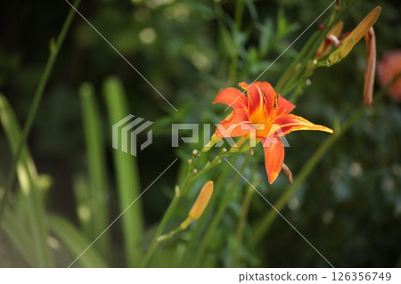 Close-up of an orange daylily flower Hemerocallis blooming in the garden. Bright summer blossom on a green background. Natural floral beauty, shallow depth of field, and soft sunlight. Close-up of an orange daylily flower Hemerocallis blooming in the garden. Bright summer blossom on a green background. Natural floral beauty, shallow depth of field, and soft sunlight. 126356749