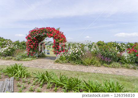 Hamamatsu Flower Park (May) Rose arch in the welcome garden 126356810