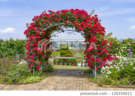 濱松花卉公園（5月）迎賓花園的玫瑰拱門 126356813