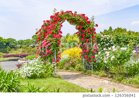 Hamamatsu Flower Park (May) Rose arch in the welcome garden 126356841