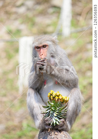 Photographing wild Taiwan macaques eating sweet potatoes with relish in Dakeng 126356893