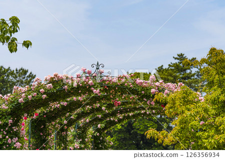 Hamamatsu Flower Park (May) - Rose arch at the entrance to the rose garden Hamamatsu Flower Park (May) - Rose arch at the entrance to the rose garden 126356934