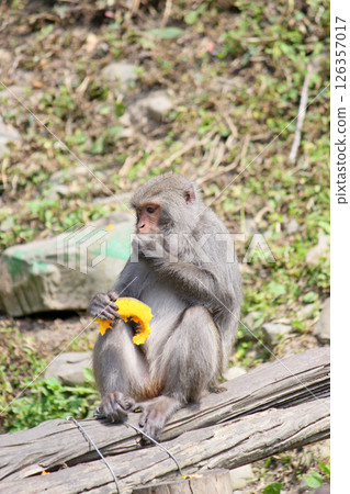 Photographing wild Taiwan macaques eating pumpkin with gusto in Dakeng 126357017