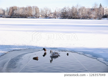 Group of ducks are swimming in a pond 126357049