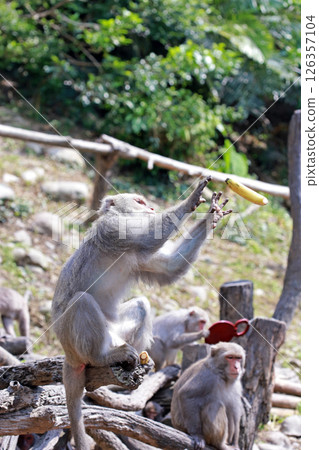 Photographing a wild Formosan macaque in Dakeng accurately grasping a banana and preparing to eat it Photographing a wild Formosan macaque in Dakeng accurately grasping a banana and preparing to eat it 126357104