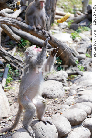在大坑拍攝野生的台灣獼猴精準地抓住香蕉並準備進食 在大坑拍攝野生的台灣獼猴精準地抓住香蕉並準備進食 126357106