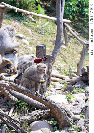 Photographing a wild Formosan macaque in Dakeng accurately grasping a banana and preparing to eat it Photographing a wild Formosan macaque in Dakeng accurately grasping a banana and preparing to eat it 126357108