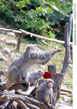 Photographing a wild Formosan macaque in Dakeng accurately grasping a banana and preparing to eat it Photographing a wild Formosan macaque in Dakeng accurately grasping a banana and preparing to eat it 126357110