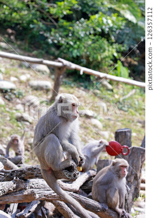 在大坑拍攝野生的台灣獼猴精準地抓住香蕉並準備進食 126357112