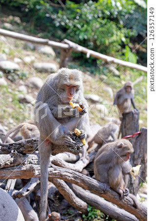 在大坑拍攝野生的台灣獼猴津津有味地吃著香蕉 在大坑拍攝野生的台灣獼猴津津有味地吃著香蕉 126357149