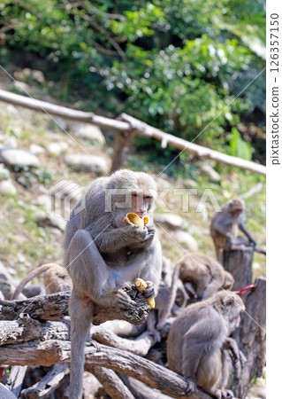 在大坑拍攝野生的台灣獼猴津津有味地吃著香蕉 在大坑拍攝野生的台灣獼猴津津有味地吃著香蕉 126357150