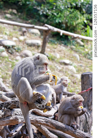 在大坑拍攝野生的台灣獼猴津津有味地吃著香蕉 126357156