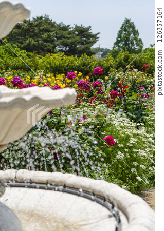 濱松花卉公園（5月）玫瑰園的花朵 126357164