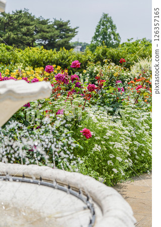 濱松花卉公園（5月）玫瑰園的花朵 126357165