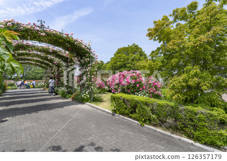 濱松花卉公園(5月)玫瑰園入口 濱松花卉公園(5月)玫瑰園入口 126357179