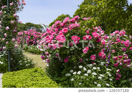 濱松花卉公園玫瑰園入口處的玫瑰（五月） 126357180