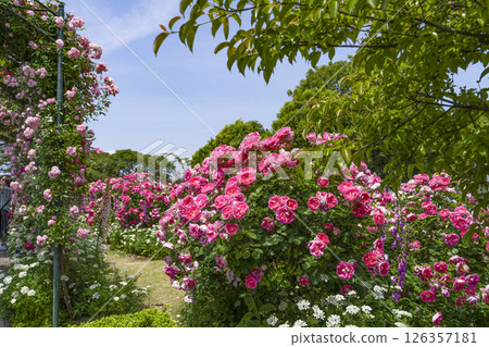 Roses at the entrance to the rose garden at Mamatsu Flower Park (May) Roses at the entrance to the rose garden at Mamatsu Flower Park (May) 126357181