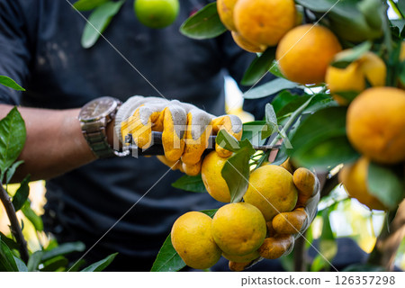 Farmer harvesting tangerines with scissors Farmer harvesting tangerines with scissors 126357298