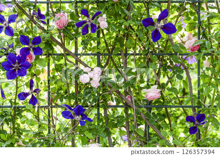 濱松花卉公園（5月）玫瑰園入口處的玫瑰拱門 126357394