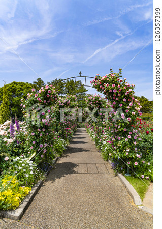 濱松花卉公園（5月）玫瑰園 126357399