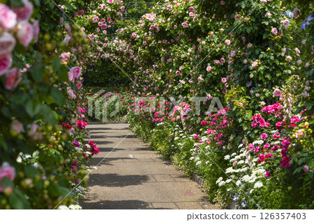 Hamamatsu Flower Park (May) Flowers in the Rose Garden 126357403