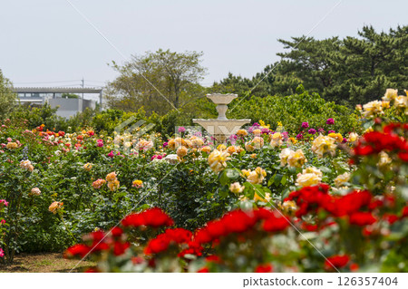 濱松花卉公園（5月）玫瑰園的花朵 126357404