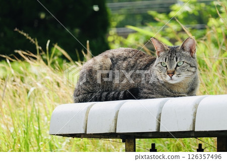 Kijitra cat on the bench Kijitra cat on the bench 126357496