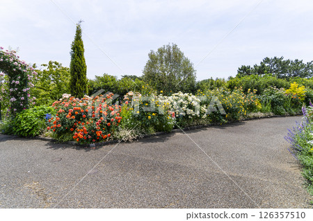 濱松花卉公園(5月)玫瑰園 濱松花卉公園(5月)玫瑰園 126357510