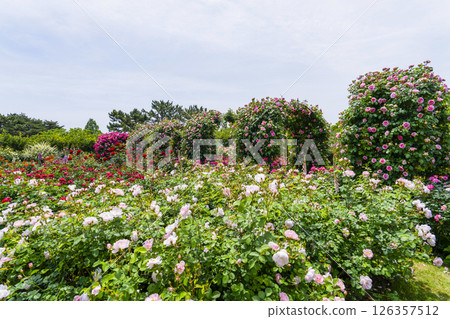 濱松花卉公園(5月)玫瑰園 濱松花卉公園(5月)玫瑰園 126357512
