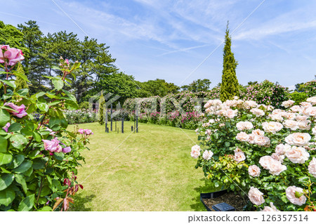 濱松花卉公園(5月)玫瑰園 濱松花卉公園(5月)玫瑰園 126357514
