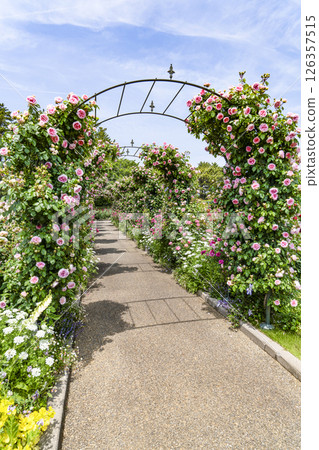 Hamamatsu Flower Park (May) Rose Garden Hamamatsu Flower Park (May) Rose Garden 126357515