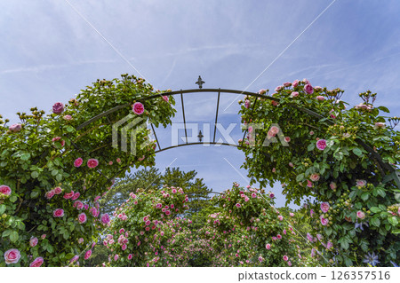 Hamamatsu Flower Park (May) Rose Garden Hamamatsu Flower Park (May) Rose Garden 126357516