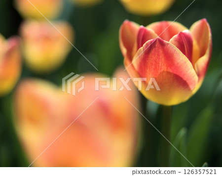 「糖果角」四月盛開的美麗橙色鬱金香 126357521