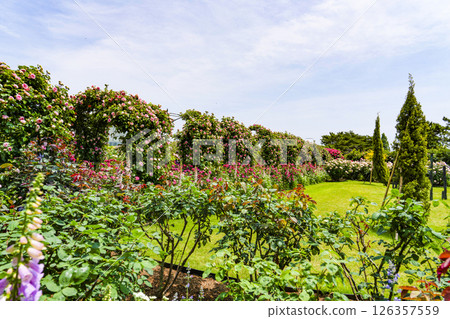 Hamamatsu Flower Park (May) Rose Garden 126357559