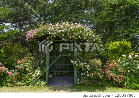 濱松花卉公園（5月）玫瑰園涼亭 126357603