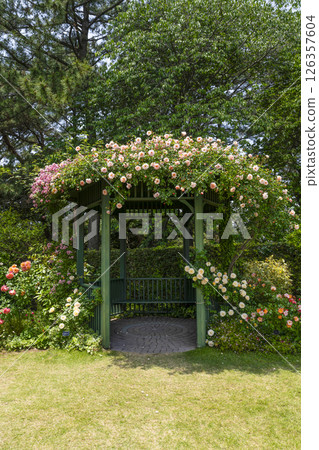 濱松花卉公園（5月）玫瑰園涼亭 126357604