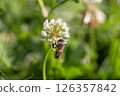 Honeybee collecting nectar from white clover flower in a vibrant green meadow 126357842