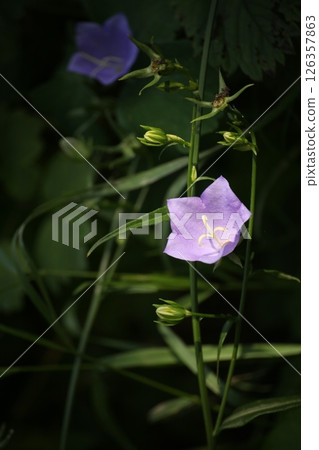 Close-up of a blooming blue bellflower Campanula with buds and green leaves. Captured in natural light against a dark blurred background. Wild meadow flora in summer season. 126357863
