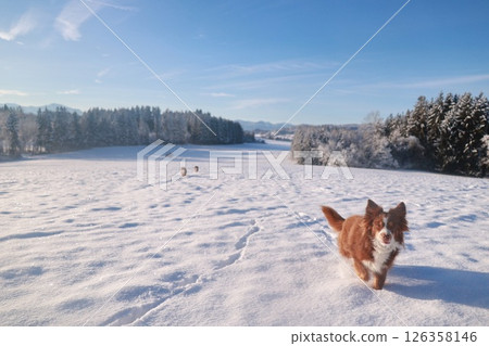 Dog is running through the snow in a field 126358146