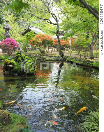 長野縣,懷古園,懷古神社池塘風景,五月 長野縣,懷古園,懷古神社池塘風景,五月 126358477