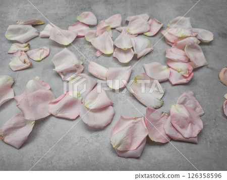 Soft pink rose petals delicately spreading over gray marble, embodying refined romantic elegance background wallpaper copy space 126358596