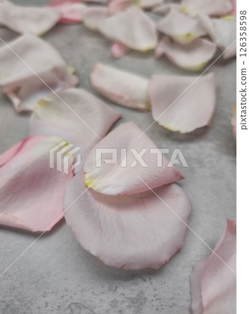 Pink rose petals softly spreading over gray background, symbolizing tender romantic mood and delicate beauty of love wallpaper copy space 126358598