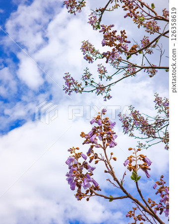 Blooming paulownia tree branches reaching for the cloudy sky 126358619