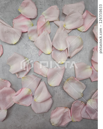 Delicate pink rose petals scattered across a gray surface, creating a romantic and elegant visual background wallpaper copy space 126358633