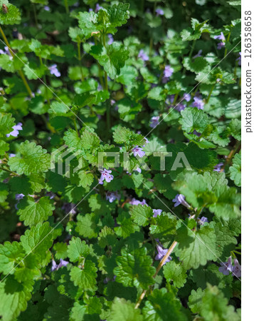 Ground ivy showing its beautiful purple flowers in spring sunlight 126358658