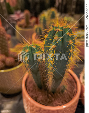 Cactus growing in terracotta pot with other cacti in background 126358666