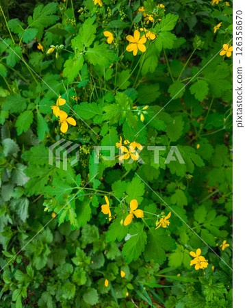 Greater celandine blooming in the forest, showing its vibrant yellow flowers and lush green foliage 126358670