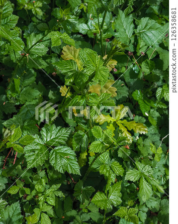 Lush green foliage blackberry creating natural undergrowth texture Lush green foliage blackberry creating natural undergrowth texture 126358681