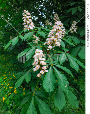 Blooming horse chestnut tree showing its delicate pink and white flowers 126358685
